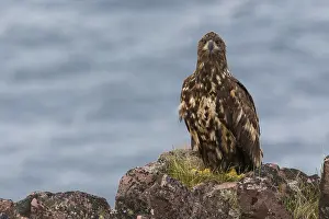 Haliaeetus Albicilla Prints: White-tailed Eagle