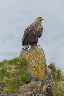 White Tailed Eagle Prints: White-tailed Eagle