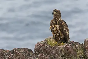 Haliaeetus Albicilla Prints: White-tailed Eagle