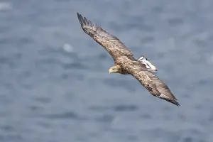 Haliaeetus Albicilla Images Prints: White-tailed Eagle in flight