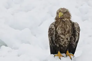 Hokkaido Japan Wildlife Prints: White-tailed eagle sitting
