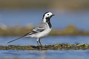 Italian Wildlife Photography Prints: White Wagtail