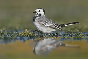 European Wildlife Nature Prints: White Wagtail