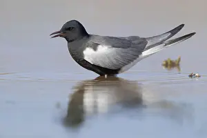 White-winged Tern Print: Adult Standing in Water, Agami