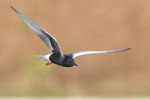 Wildlife In Italy Prints: White-winged Tern