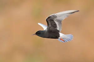Wildlife In Italy Prints: White-winged Tern