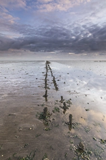 Low Tide Mudflats Europe Prints: the Wierumerwad
