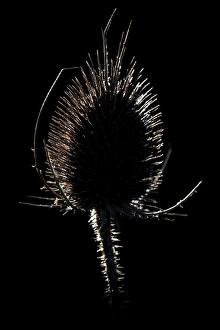Wild Teasel Prints: Wild Teasel, Dipsacus fullonum