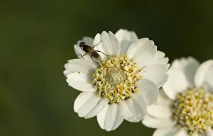 Dutch Wildflowers Prints: Wilde bertram