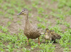 Mallard Chicks Prints: Wilde Eend;Mallard;Anas platyrhynchos;