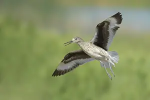 Wildlife In North America Prints: Willet