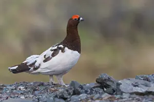 Wildlife Animals Prints: Willow Ptarmigan