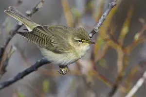 Norway Wildlife Photos Prints: Willow Warbler