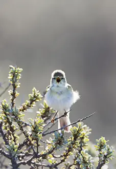 European Coastal Birds Prints: Willow Warbler, Phylloscopus trochilus