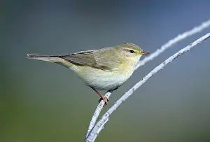 Bird Sitting In Nature Prints: Willow Warbler, Phylloscopus trochilus