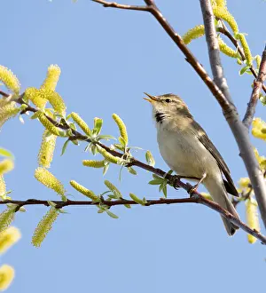 Phylloscopus Trochilus Prints: Willow Warbler, Phylloscopus trochilus