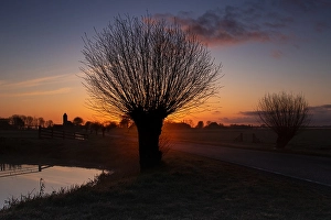 European Sunrise Scene Prints: Willows at sunrise