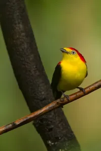 Wire-tailed Manakin