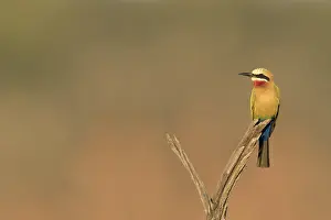 Kruger National Park Birds Prints: Witkapbijeneter, White-fronted Bee-eater, Merops bullockoides