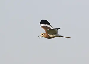 Bird Flying High Prints: Witstaartkievit, White-tailed Lapwing, Vanellus leucurus