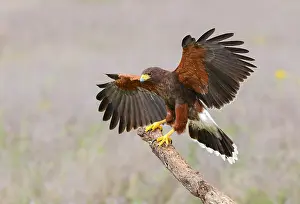 Harris's Hawk Print, Adult