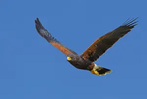 Harriss Hawk Print, Adult