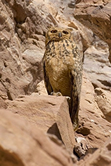 Raptor Wildlife Photography Prints: Woestijnoehoe, Pharao Eagle-Owl, Bubo ascalaphus