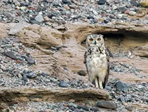 Africa Bird Species Prints: Woestijnoehoe, Pharaoh Eagle-Owl, Bubo ascalaphus ascalaphus