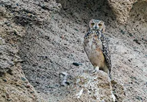 Africa Bird Species Prints: Woestijnoehoe, Pharaoh Eagle-Owl, Bubo ascalaphus ascalaphus