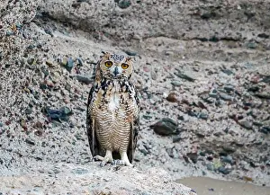 Africa Bird Species Prints: Woestijnoehoe, Pharaoh Eagle-Owl, Bubo ascalaphus ascalaphus