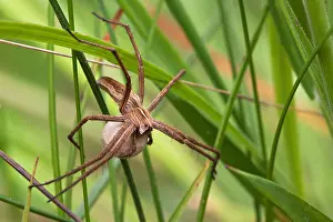 Wolf Spider with Egg Sack Print