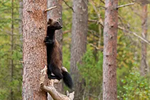 Framed Print : Wolverine Print in Tree Vigilance Framed Print : Wolverine Print in Tree Vigilance