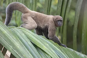 Lagothrix Lagothricha Prints: Woolly Monkey (Lagothrix lagothricha)