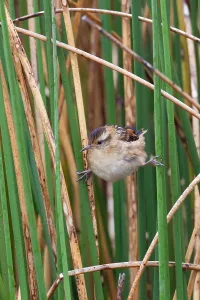 South American Bird Life Prints: Wren-like Rushbird