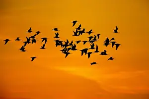 Curlew Bird Prints: wulp; curlew;