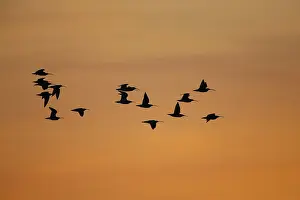Curlew Bird Prints: wulp; curlew;