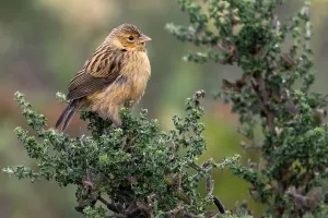 Wild Animal In Nature Prints: Yellow Bishop, Euplectes capensis