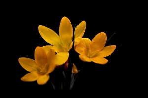 Yellow Crocus Prints: Yellow crocus, Crocus flavus