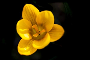 Yellow Crocus Prints: Yellow crocus, Crocus flavus