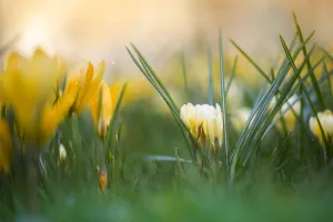 Yellow Crocus Prints: Yellow crocus, Crocus flavus