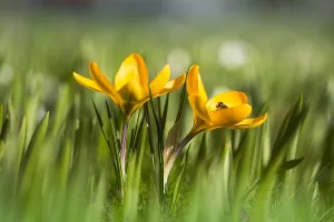 Yellow Crocus Prints: Yellow crocus, Crocus flavus