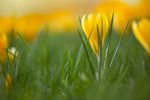 Yellow Crocus Prints: Yellow crocus, Crocus flavus