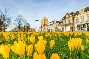 Yellow Crocus Prints: Yellow crocus, Crocus flavus