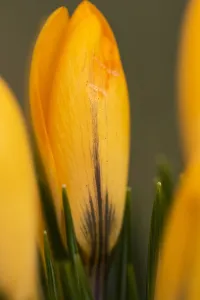 Yellow Crocus Prints: Yellow crocus, Crocus flavus