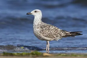 Larus Michahellis Prints: Yellow-legged Gull