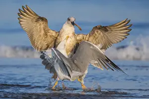 Larus Michahellis Prints: Yellow-legged Gull