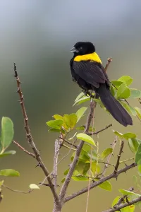 Nature Photography In Africa Prints: Yellow-mantled Widowbird, Euplectes macroura
