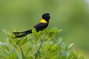 Wild Animal In Natural Environment Prints: Yellow-mantled Widowbird, Euplectes macroura