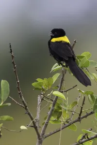 Summer Plumage Birds Prints: Yellow-mantled Widowbird, Euplectes macroura