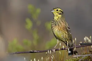 Yellowhammer Bird Prints: Yellowhammer